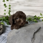 Havapoo F1 Berry 7 (4)