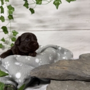 Havapoo F1 Berthe (1)