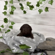 Havapoo F1 Berthe (4)