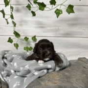 Havapoo F2 Agathe (1)