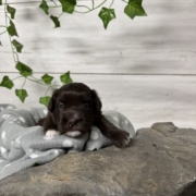 Havapoo F2 Agathe (3)