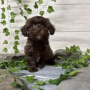 Havapoo F2 Berry 7 (1)