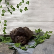 Havapoo F2 Berry 7 (2)