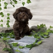 Havapoo F2 Berry 7 (3)