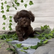 Havapoo F2 Berry 7 (4)