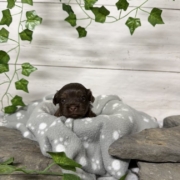 Havapoo F2 Berthe (1)