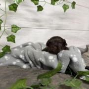 Havapoo F2 Berthe (2)