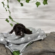 Havapoo F3 Agathe (1)