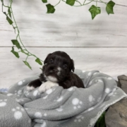 Havapoo F3 Agathe (2)