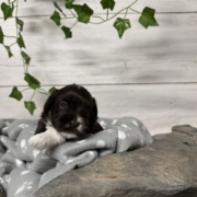 Havapoo F3 Agathe (3)