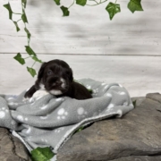 Havapoo F3 Agathe (4)