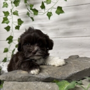 Havapoo F3 Agathe 7 (1)