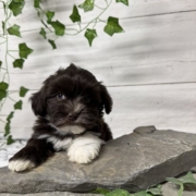 Havapoo F3 Agathe 7 (2)