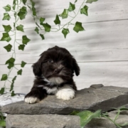 Havapoo F3 Agathe 7 (3)