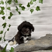 Havapoo F3 Agathe 7 (4)