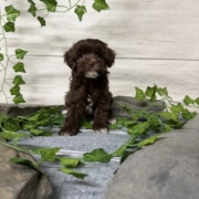 Havapoo F3 Berry 7 (1)