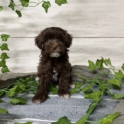 Havapoo F3 Berry 7 (2)