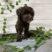 Havapoo F3 Berry 7 (3)