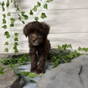 Havapoo F3 Berry 7 (4)