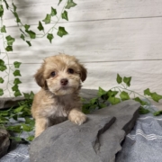 Havapoo F4 Berry 7 (1)