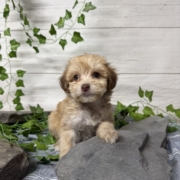 Havapoo F4 Berry 7 (2)