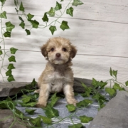 Havapoo F4 Berry 7 (3)