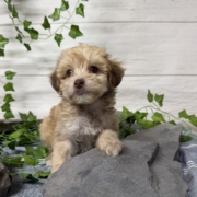 Havapoo F4 Berry 7 (4)