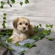 Havapoo F5 Berry 7 (1)