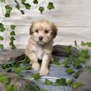 Havapoo F5 Berry 7 (2)