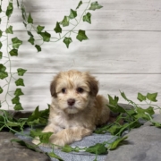 Havapoo F5 Berry 7 (3)