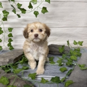 Havapoo F5 Berry 7 (4)