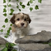 Havapoo M1 Agathe 7 (2)