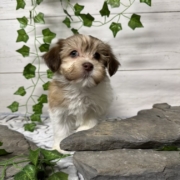 Havapoo M1 Agathe 7 (4)