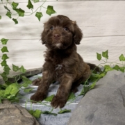 Havapoo M1 Berry 7 (1)