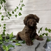 Havapoo M1 Berry 7 (2)