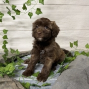 Havapoo M1 Berry 7 (3)