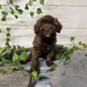 Havapoo M1 Berry 7 (4)