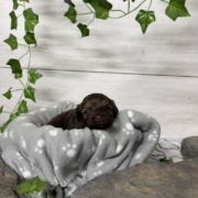 Havapoo M1 Berthe (1)