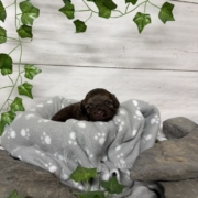 Havapoo M1 Berthe (3)