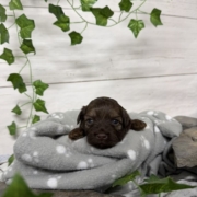 Havapoo M1 Berthe (4)