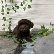 Havapoo M2 Berry 7 (1)