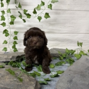 Havapoo M2 Berry 7 (2)