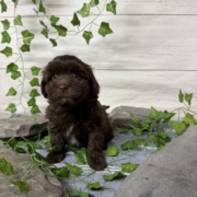 Havapoo M2 Berry 7 (3)