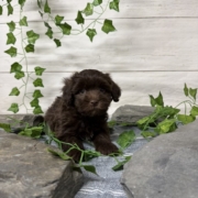 Havapoo M2 Berry 7 (4)