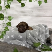 Havapoo M2 Berthe (1)