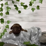 Havapoo M2 Berthe (4)