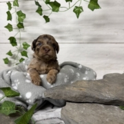 Havapoo M3 Berthe (1)