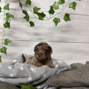 Havapoo M3 Berthe (2)