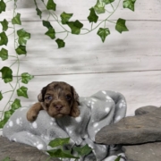 Havapoo M3 Berthe (3)