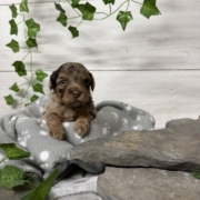 Havapoo M3 Berthe (4)